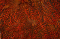 Speckled dyed Orange