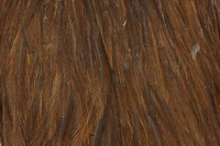 Dark Brown Dun