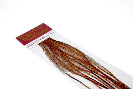 Whiting 100 Saddle Hackle Pack #14 - pióra siodłowe koguta