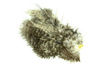 Whiting Bird Fur  - ptasia sierść