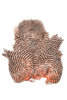 Grizzly dyed Salmon
