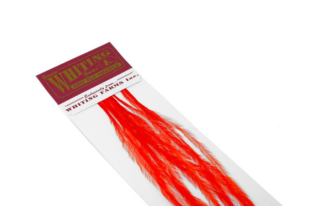 Whiting 100 Saddle Hackle Pack #16 - pióra siodłowe koguta