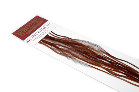 Whiting 100 Saddle Hackle Pack #18 - pióra siodłowe koguta