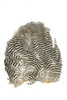 Whiting  Soft Hackle with Chickabou 