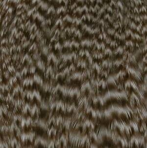 Whiting Hen Cape - kapka kury
