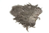 Whiting Soft Hackle with Chickabou 