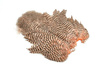 Whiting Soft Hackle with Chickabou  