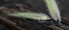 Ahrex SA274 – CURVED SALT