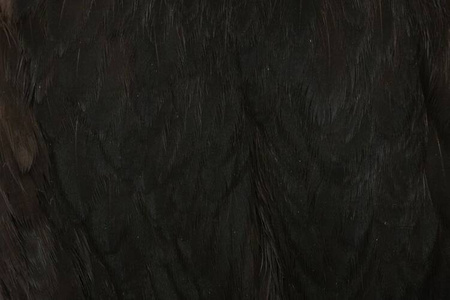 Whiting American Hen - Cape Black