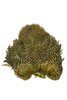 Whiting Soft Hackle with Chickabou 