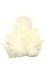 Whiting Soft Hackle with Chickabou 