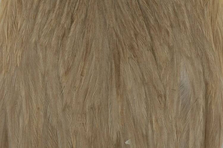 Whiting Hebert Hen Cape - kapka kury