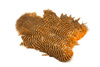 Whiting Soft Hackle with Chickabou 