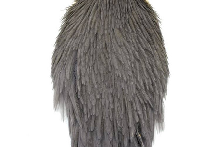 Whiting Hen Cape  - kapka kury 