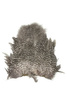 Whiting Soft Hackle with Chickabou