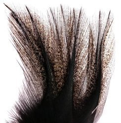 Coq de Leon - Corzuno Penca Fina