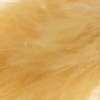 Ginger
