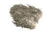 Whiting  Soft Hackle with Chickabou 