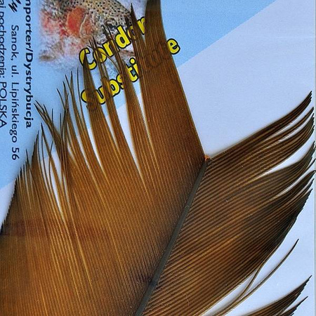 Condor Sub. - Ginger