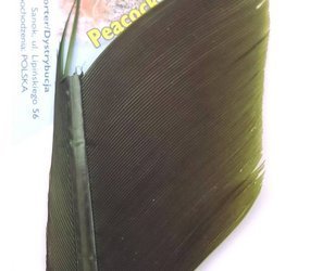 Peacock Segmented Quill - Green